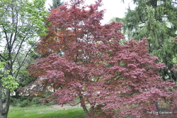Acer Palmatum 'Oshio Beni' — photo 1